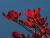 _A004084croofm.jpg
